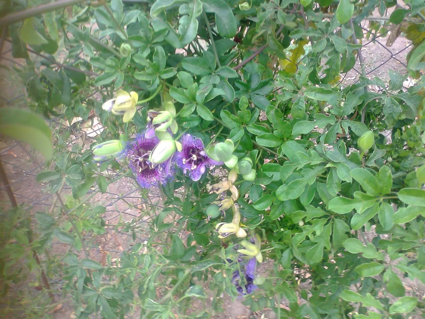 BRAZILIAN PASSIONFRUIT FLOWERING